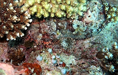 IMG_1134rf_Maldives_Madoogali_Plongee 11_Donagali thila_Poisson scorpion a guenilles_Scorpaenopsis venosa